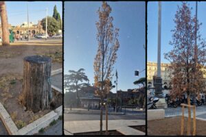 alberi secchi a roma