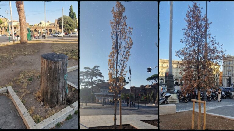 alberi secchi a roma