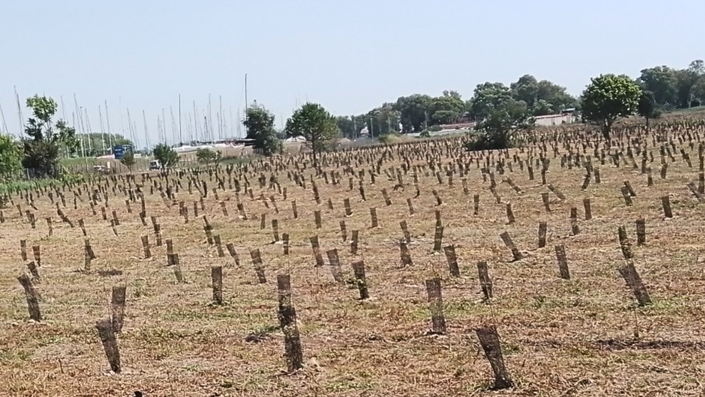 alberi pnrr riforestazione urbana esito litorale romano ostia acque rosse
