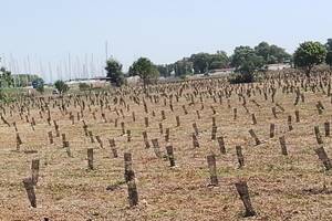 alberi pnrr riforestazione urbana esito litorale romano ostia acque rosse