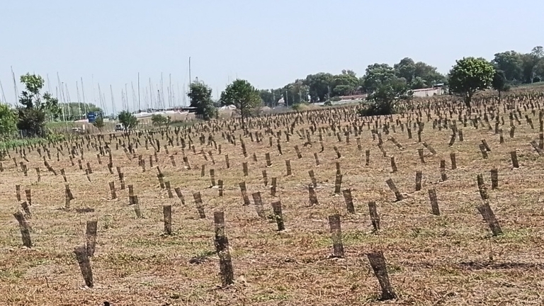 alberi pnrr riforestazione urbana esito litorale romano ostia acque rosse
